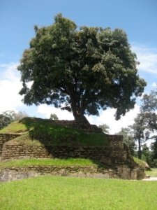 Tecpán - Tree growing on top of ancient pyramid